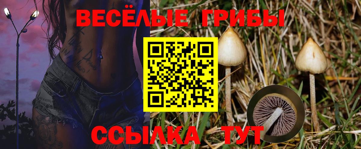 Буйнакск  Галлюциногенные грибы MAGIC MUSHROOMS  цена   Вход с VPN 